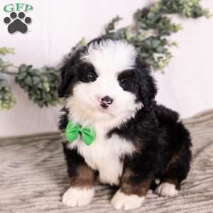 Baxter, Bernedoodle Puppy